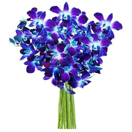 Kabloom Fresh Bouquet of 10 Blue Dendrobium Orchids