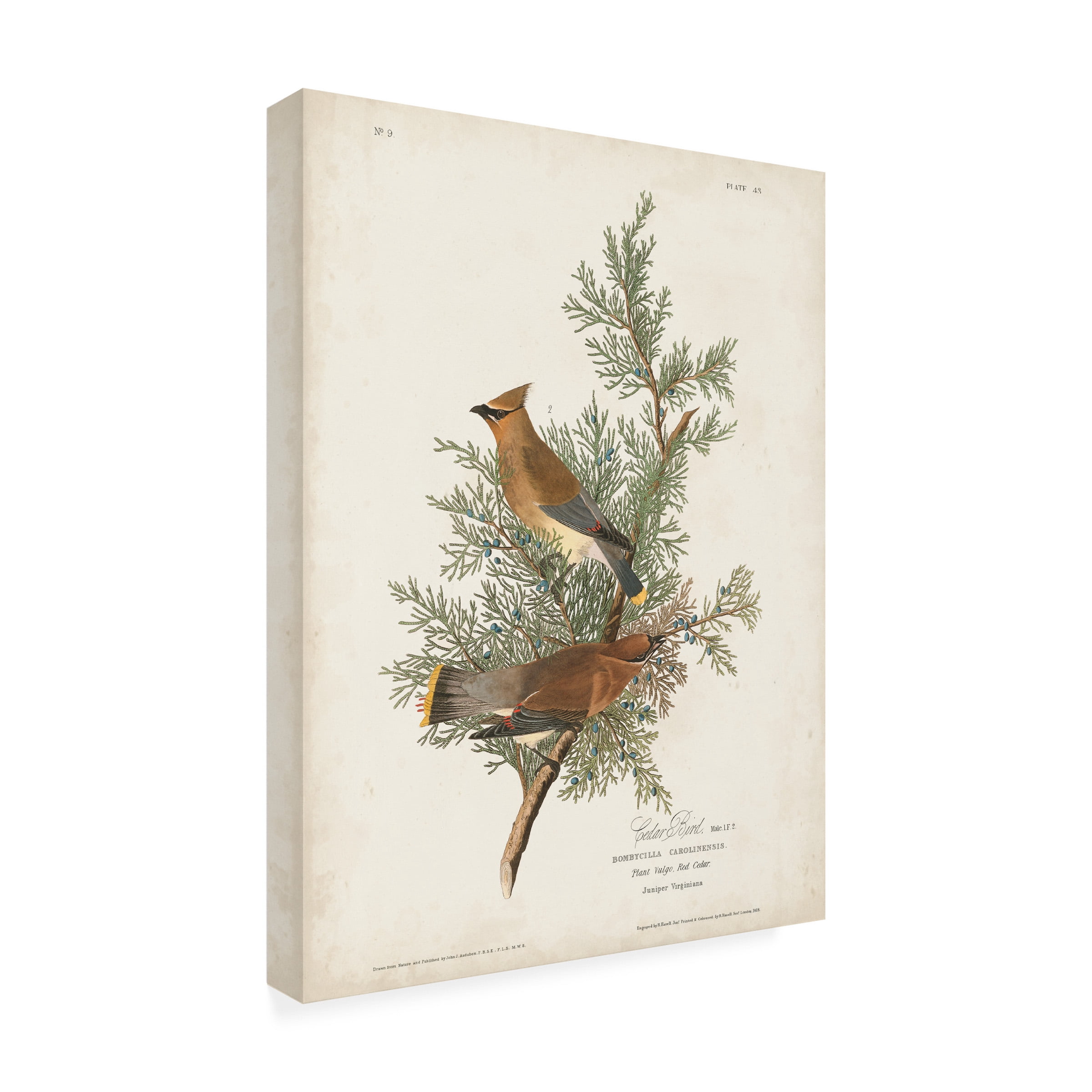 John James Audubon 'Cedar Bird' Canvas Art