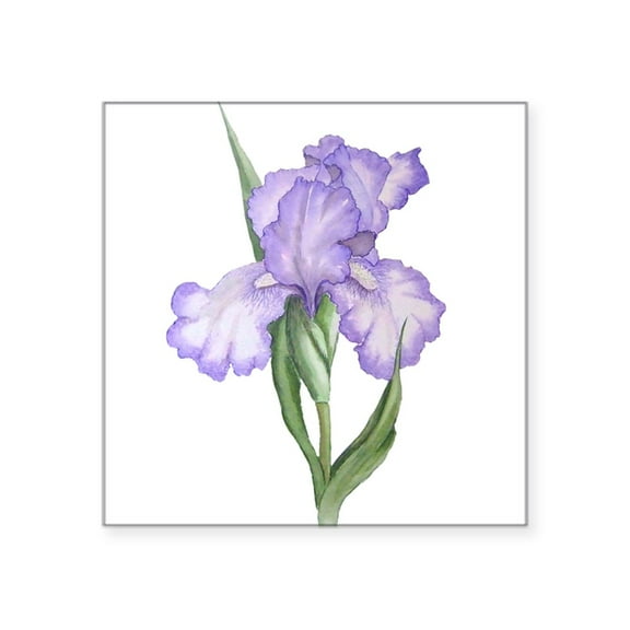 CafePress - The Purple Iris - Square Sticker 3" x 3"