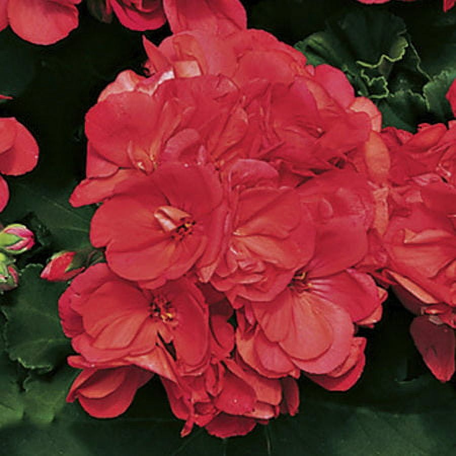 Better Homes & Gardens 3 Quart Multicolor Geranium Annuals Outdoor Live Plants Full Sun