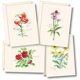 thumbnail image 1 of Juego de tarjetas de notas Earth Sky + Water, 8 unidades, 9 × 13 cm, 1 of 5