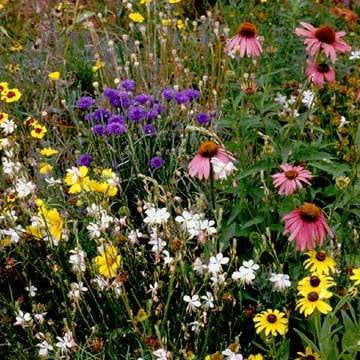 The Dirty Gardener Southwest Wildflower Seed Mix, 0.5
