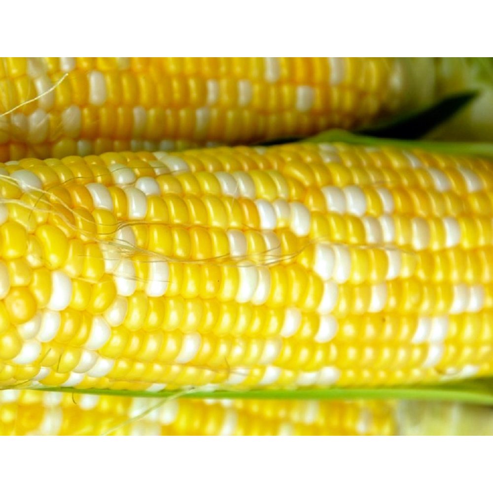 25 Peaches and Cream Corn Seeds Hybrid Fresh Hybrid Garden Seeds