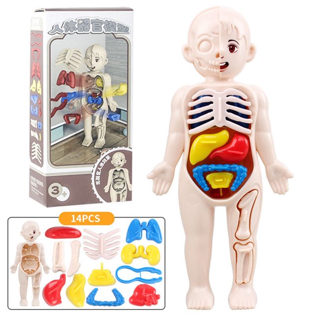 Klzo Human Body Model for Kids Anatomy Kit Removable Organs STEM Toy