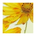 thumbnail image 4 of HAOXIT Yellow Poppy Flowers Tablecloths for Square Table ,Summer Polyster Stain Resistant Table Cloth for Dining Room Kitchen 40*40, 4 of 8