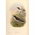 thumbnail image 2 of CAG 11x14 Gold Ornate Wood Framed with Double Matting Museum Art Print Titled - Sibia Melanoleuca, 2 of 4
