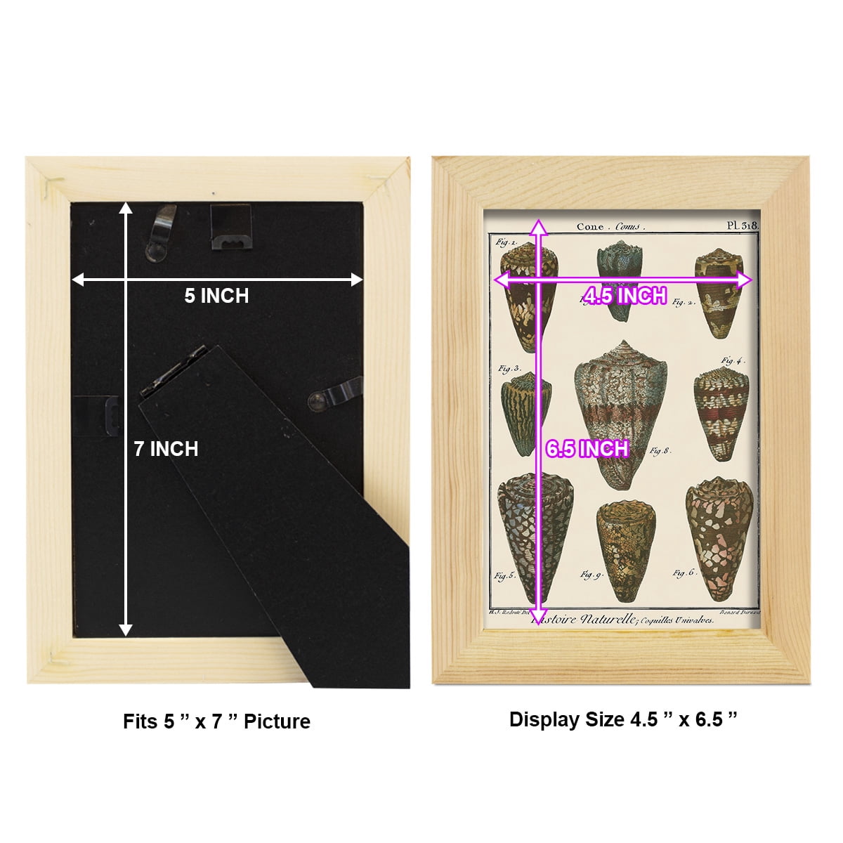 Cone Shell pl. 318 -Framed Print w/glass-Natural Wood