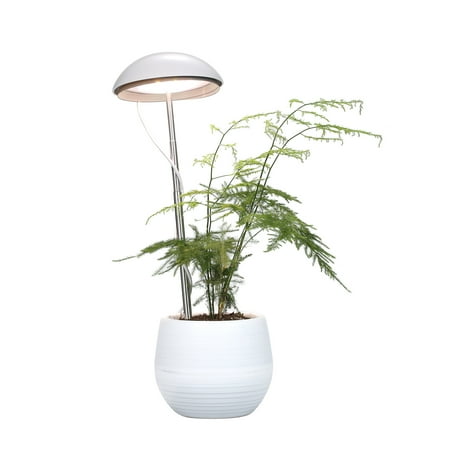 

Neoglint Potted Plant Growing Full Spectrum Plant Grow Fill Height Adjustable 5 Dimmable Brightness for Indoor Plants
