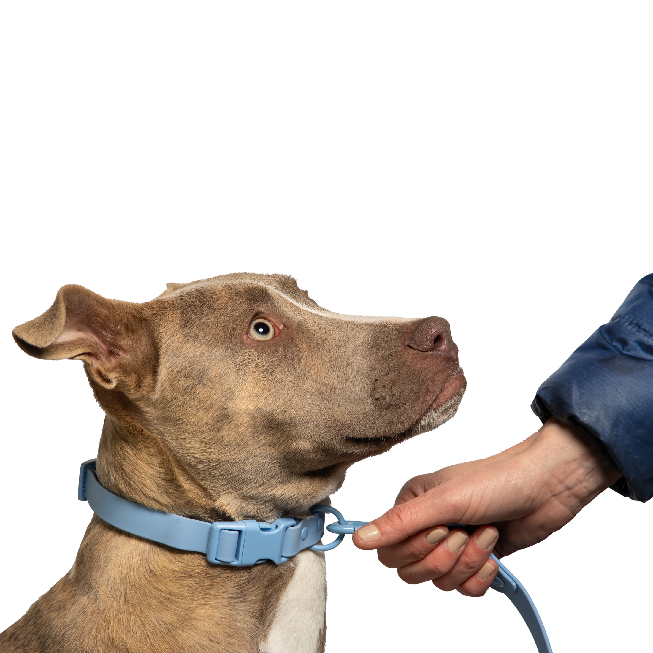Vibrant Life Standard Dog Leash, 6 ft, Polyester and Nylon, Blue