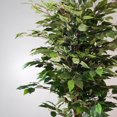 thumbnail image 3 of Ficus altissima, 59.8"H, 3 of 4
