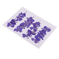 thumbnail image 4 of 20 Piezas Secas Reales Prensadas para Artesanías de DIY Sunnimix Flores secas prensadas reales, 4 of 8
