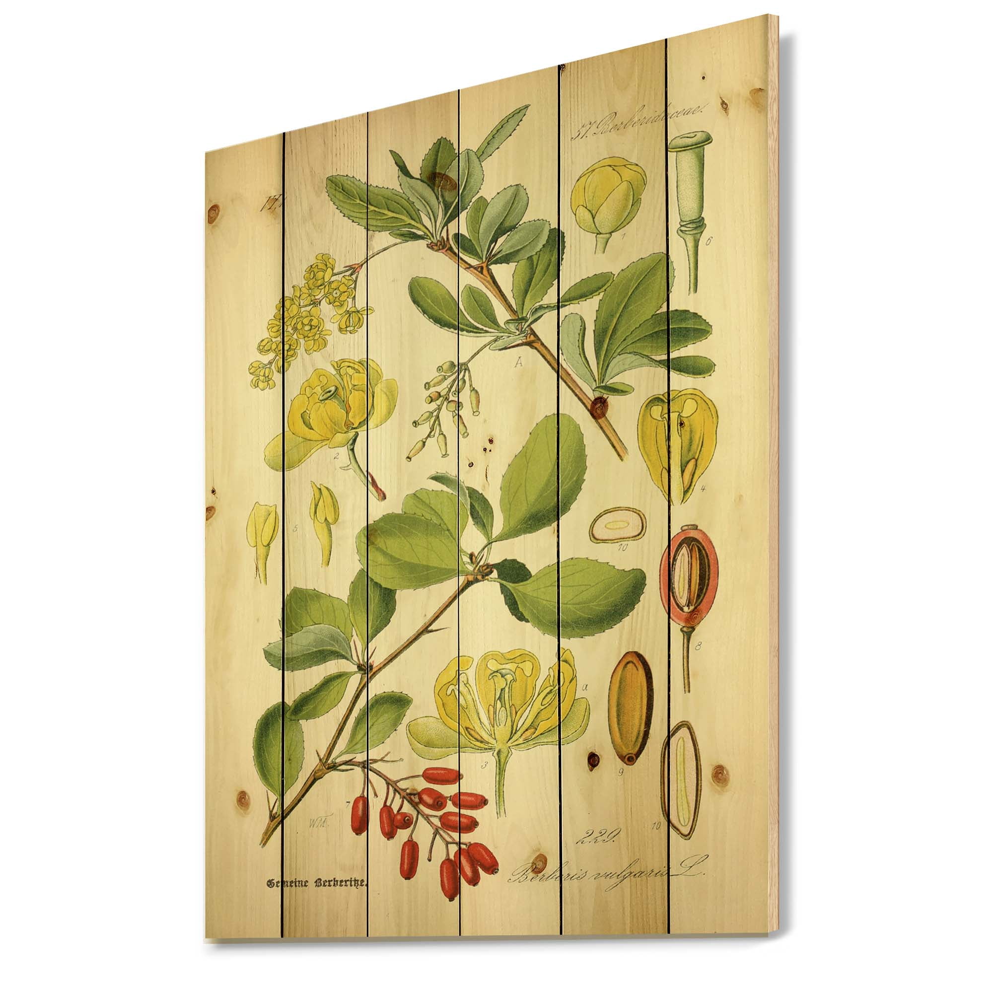 Designart 'Ancient Plant Life II' Traditional Print on Natural Pine Wood