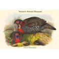 thumbnail image 1 of Ceriornis Melanocephala - Western Horned Pheasant-Fine Art Canvas Print (20" x 30"), 1 of 1