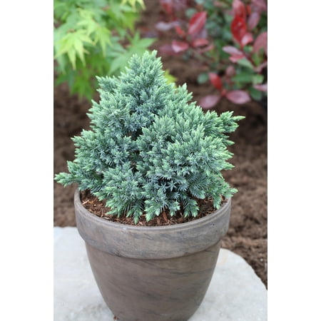 Blue Star Juniper–Compact Evergreen–Silver–Blue Foliage 3 Gallon