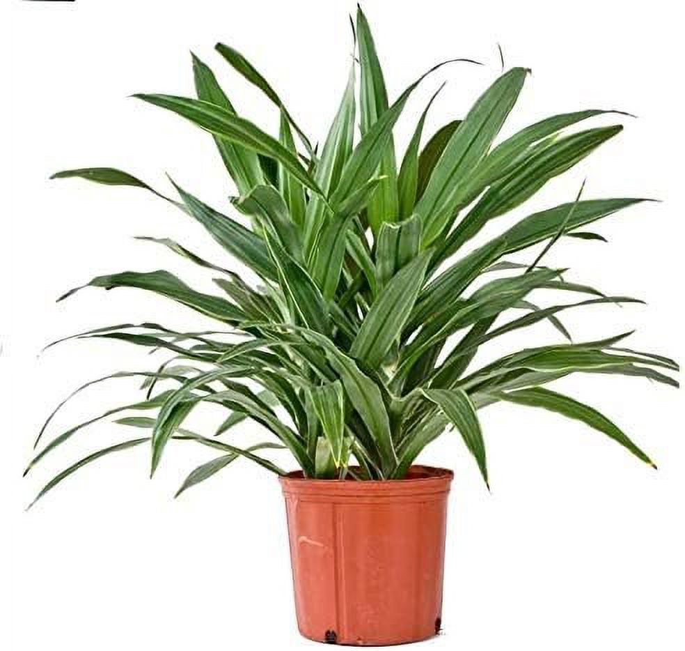Dracaena Janet Craig - Live Plant in an 10 Inch Growers Pot - Dracaena Deremensis Janet Craig - Beautiful Indoor Air Purifying Houseplant