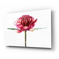 thumbnail image 2 of Epic Art 'Waratah Flower' by Elise Catterall, Acrylic Glass Wall Art, 24"x16", 2 of 8