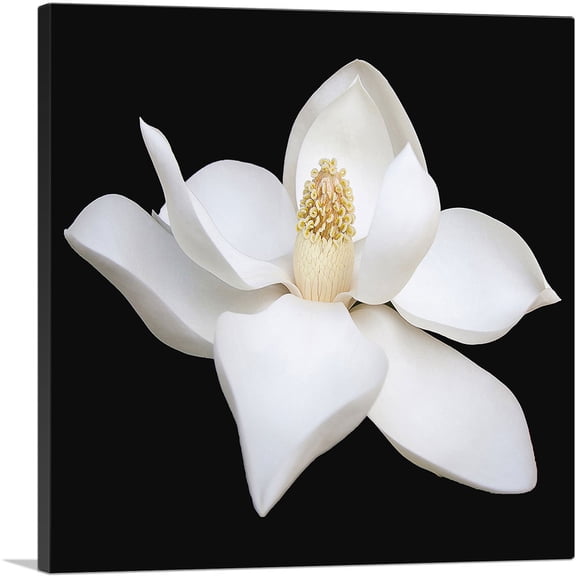 ARTCANVAS Magnolia White Flower Home Decor Square Canvas Art Print - Size: 12" x 12" (1.50" Deep)