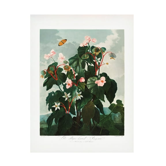 Pictufy 'The Obliquea锟斤拷Leaved Begonia from The Temple of Flora 1807' Canvas Art
