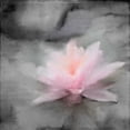 thumbnail image 2 of Kimberly, Allen 26x26 Gold Ornate Wood Framed with Double Matting Museum Art Print Titled - On the Lilly Pad, 2 of 4