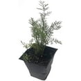 thumbnail image 3 of Bouquet Dill Seeds (Anethum graveolens) 250 Seeds (0.5 grams) by Smoke Camp Crafts - Multipurpose Culinary and Ornamental Herb, 3 of 7