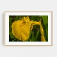 thumbnail image 2 of Iris Pseudacorus - York Pennsylvania Photography Flowers Nature Floral Botanical Garden Wildlife Scenic Unframed Wall Art Print 6 x 8 inches, 2 of 12