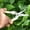 white, variant on Luxcidy Garden Pruner, Pruning Shears, 7.68 Inch Garden Shears, Gardening Scissors with Straight Stainless Steel Precision Blades for Trimming Plant, Herb, Flower, Hedge, Rose, Bonsa