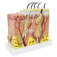 thumbnail image 1 of Modelo Anatômico da Estrutura das Camadas da Pele Benilev 35X, 1 of 7