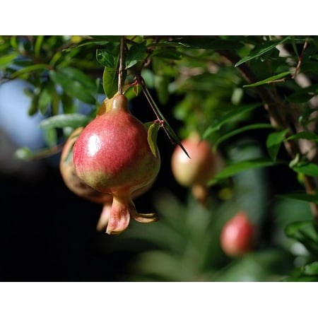 Dwarf Pomegranate Plant - Punica - Bonsai/Houseplant/Outdoors - Edible - 6