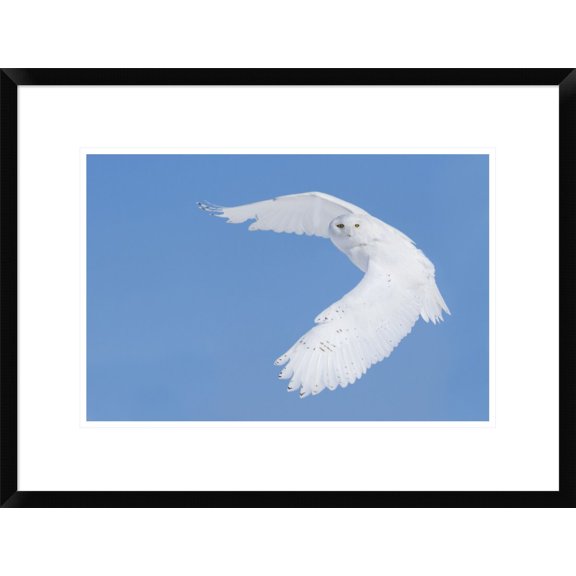 Global Gallery Mircea Costina 'Hunting Snowy Owl' Framed Wall Art