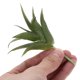 thumbnail image 5 of unbranded 6Ud Plantas Decorativas Artificiales Simuladas Ideales Para Centros De Y Hogar, 5 of 6