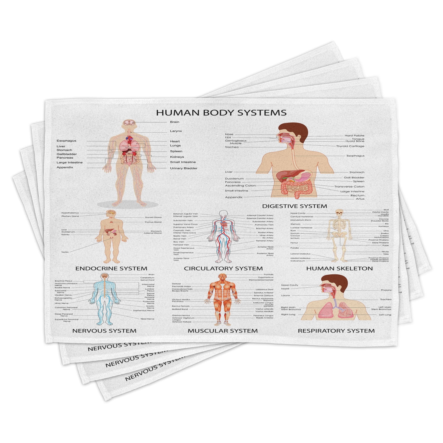 Human Anatomy Placemats Set of 4 Complete Chart of Different Organ Body ... Biology Diagrams