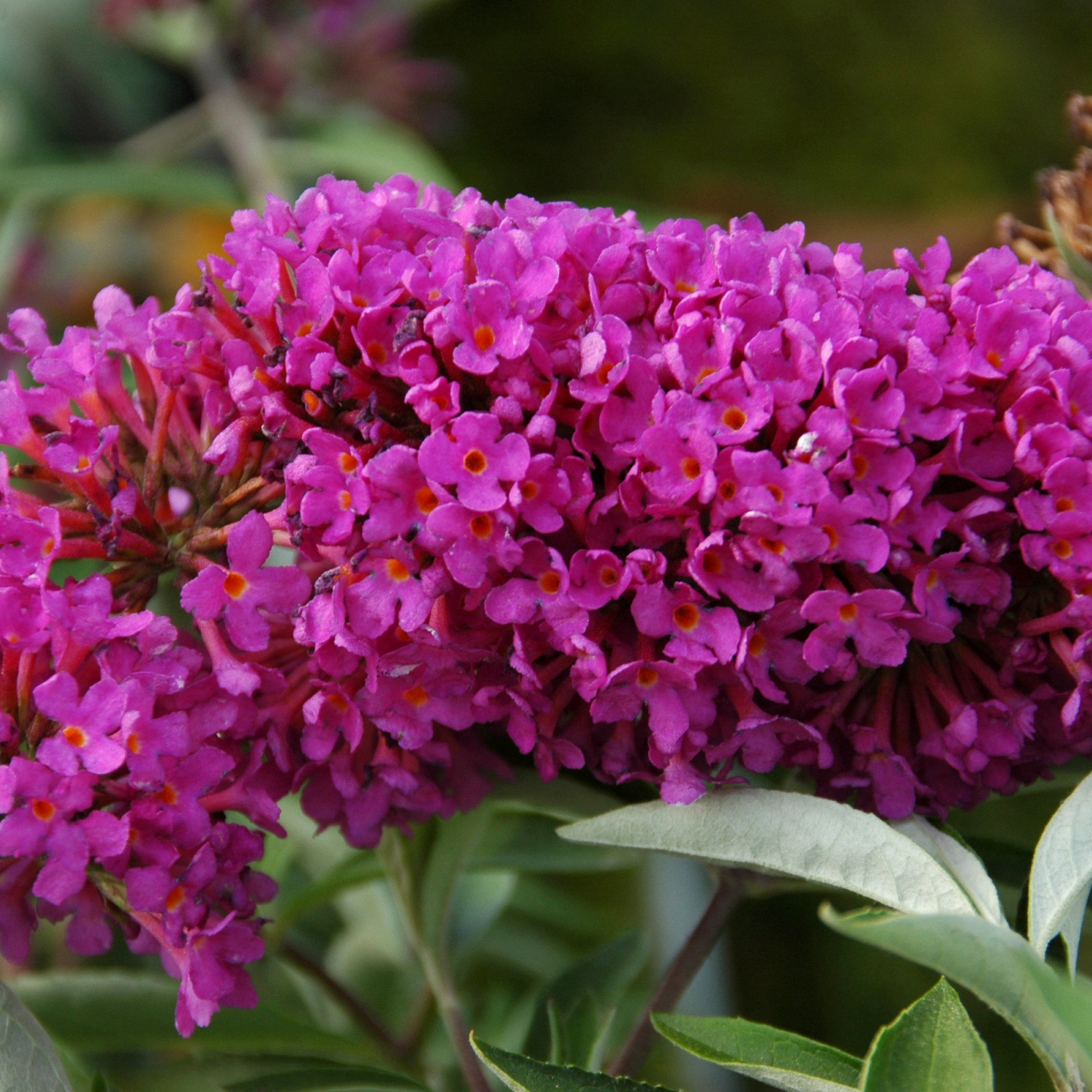 4 in. Buddleia Tutti Fruiti Live Shrub with Multicolor Flowers (3-Pack)