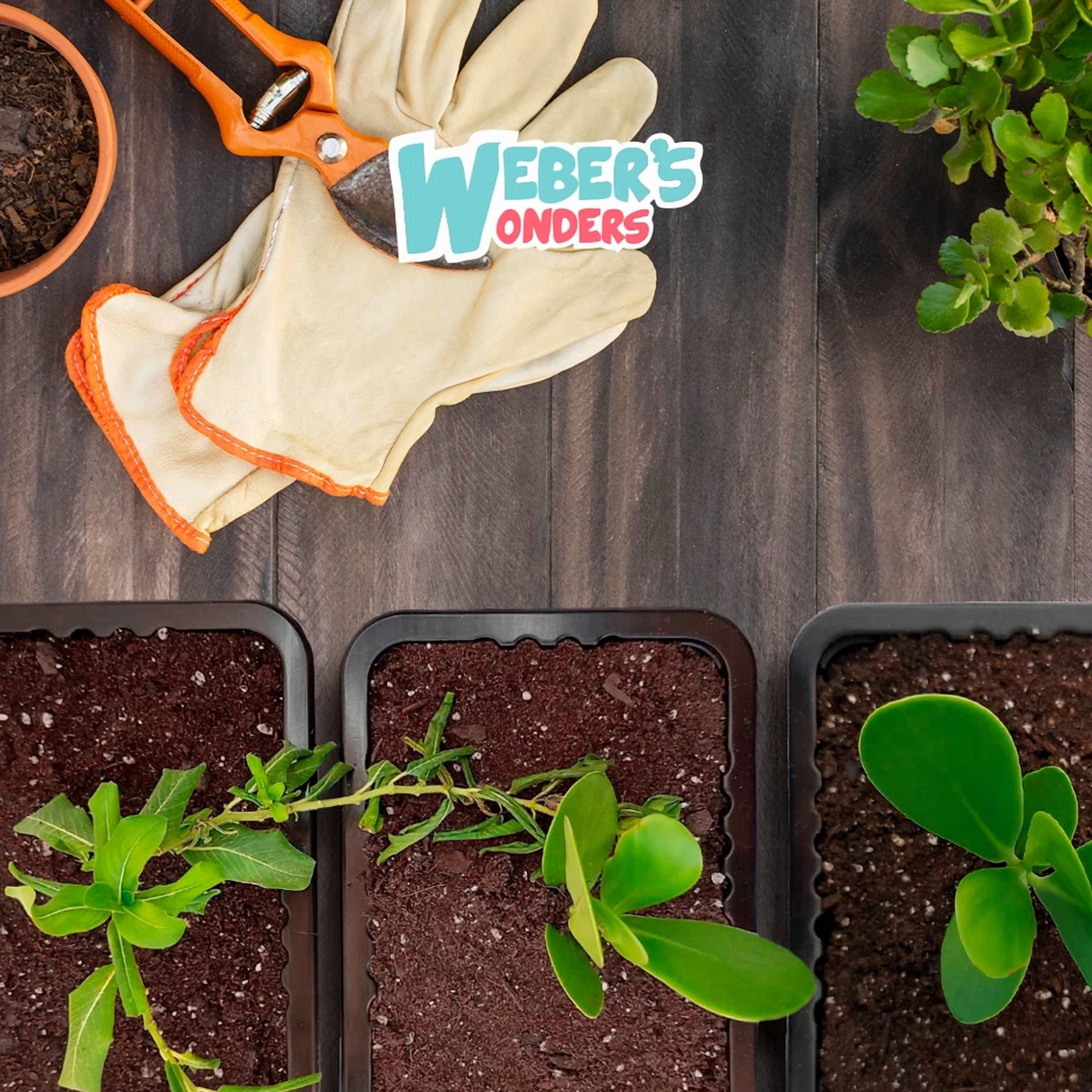 CRESTIN- 10 Pack Plant Growing Tray No Drain Holes - Perfect For Garden & Seed Starter