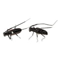 thumbnail image 4 of ziyahi 5 Pcs Modèle d'Insecte Artificiel Simulation Jouets Éducatifs pour Enfants Longicorne, 4 of 9
