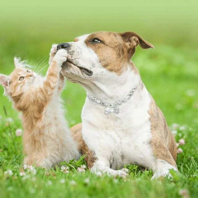 Adjustable Nylon Pet Training Collar with Durable Metal Buckle for Dogs and Cats Comfortable Secure Leash Walking Control