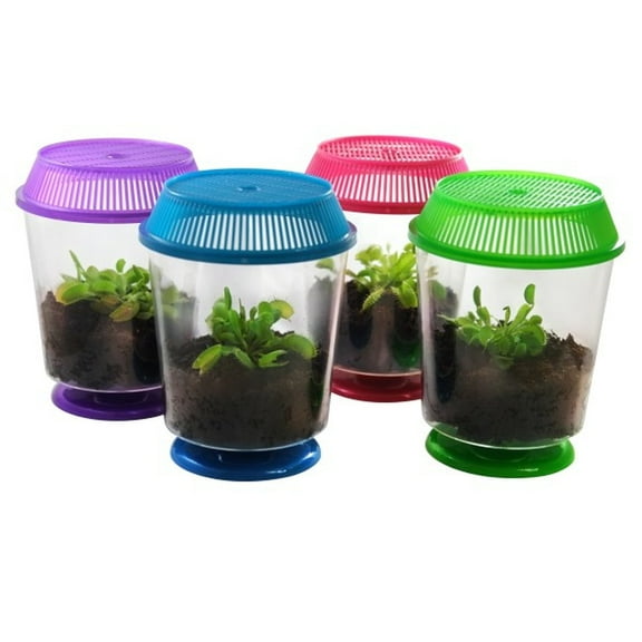 Venus Fly Trap Live Plant with Assorted Color 4.5” Terrarium  Carnivorous Plant Soil and Live Venus Flytrap