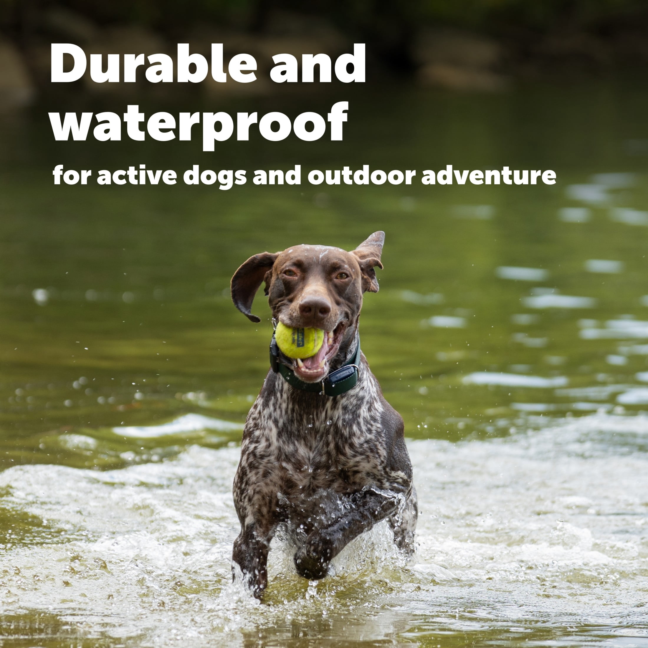 PetSafe GPS Dog Tracker, Real-Time Tracking, Subscription Required | Escape Alerts and Notifications  Activity Monitoring