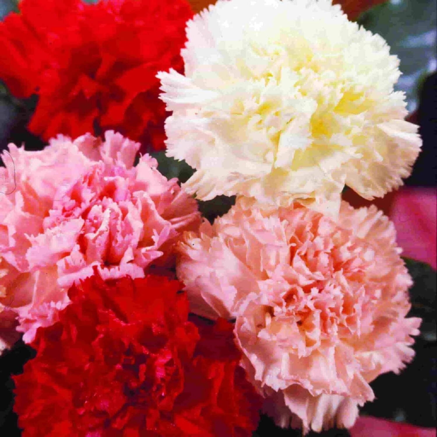 Ferry-Morse Online Edition Carnation Chabaud Giant Mix Colors Seeds-10 Pack