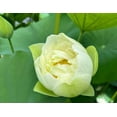 thumbnail image 3 of 5 Rare Seeds| Puzhehei White Lotus Seeds - Indian Lotus (Nelumbo nucifera) Seeds - Flower Seeds - B3G1 #Q012, 3 of 5