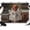 Brown, Cream, White, Grey, variant on 7x5ft Photo Backdrop, Cute Dogs Soft Polyester Backdrop Curtains Photography Backdrops, Funny Puppy Reading Newspaper Toilet Brushed Background for Photoshoots Studio Video Portrait Parties