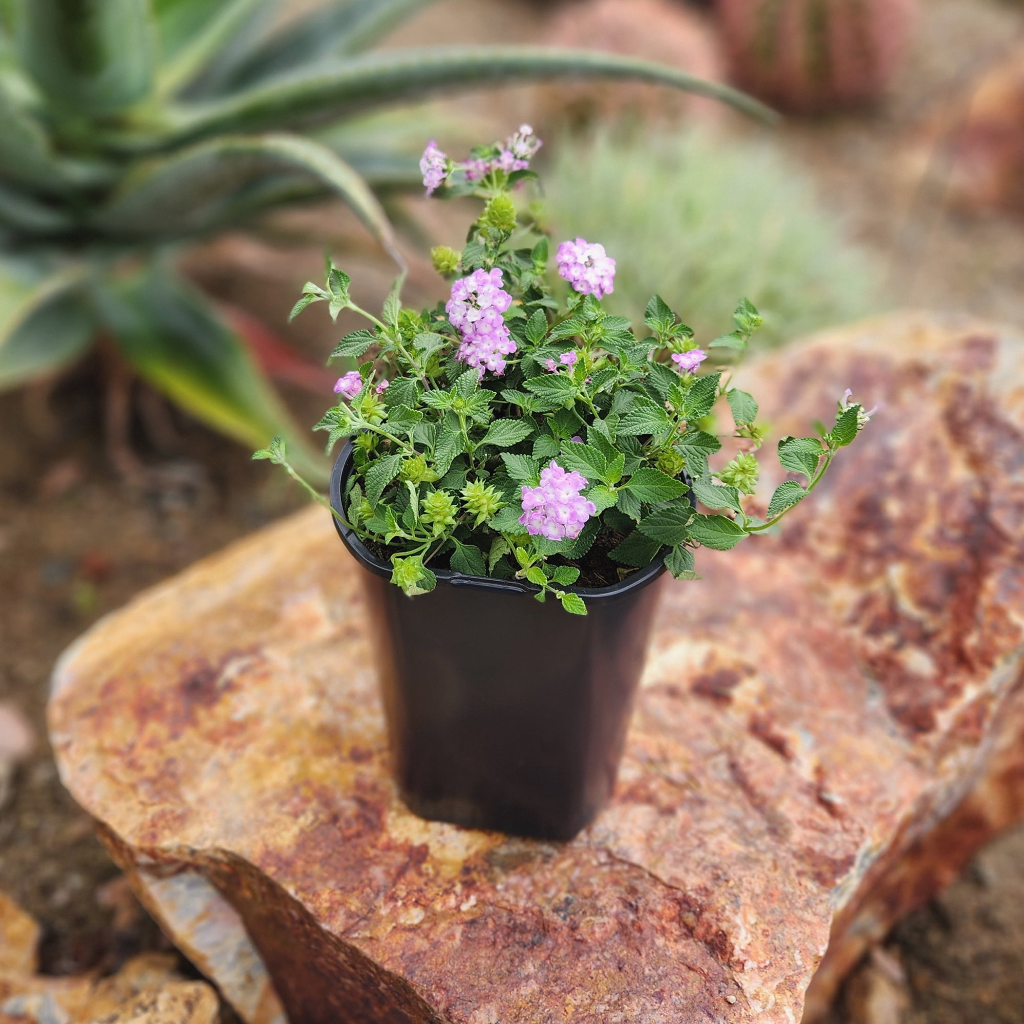 Altman Plants Purple Lantana Flowers 4-Pack, 1 Qt. Pots, Full Sun, Live Outdoor Plants