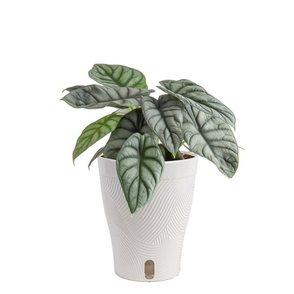 Trending Tropical by Costa Farms 12" Assorted Foliage House Plant in 6" Self-Watering Pot