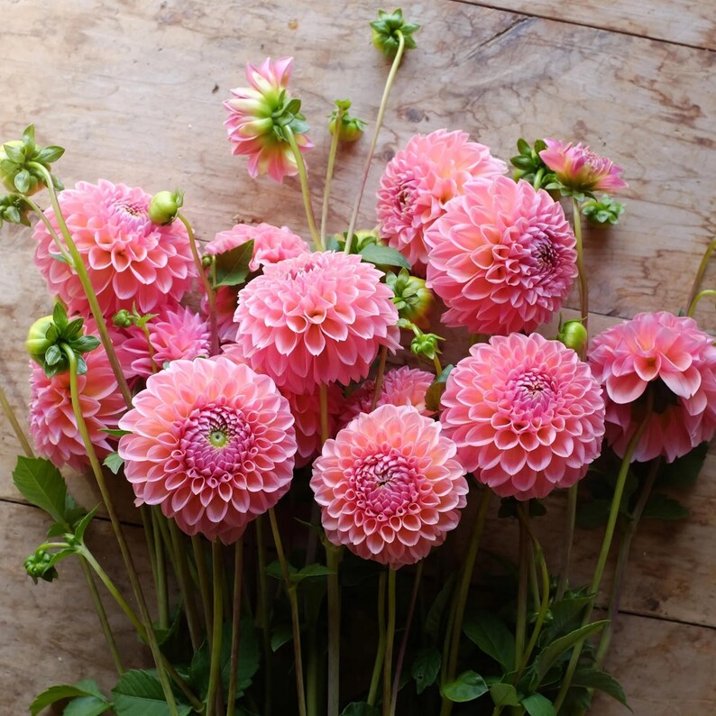 40 Seeds - Linda's Dahlia Seeds - Pollinator Friendly,, Heirloom Flower Seeds Mix for Gardens