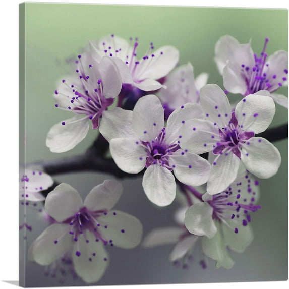 ARTCANVAS Spring Blossom Flower Square Canvas Art Print - Size: 12" x 12" (0.75" Deep)