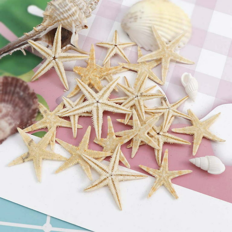 Starfish - Natural Mixed Reusable Realistic White Star Sea Shell for  Wedding Decor, Home Decor and Craft Project