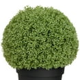 thumbnail image 3 of Northlight Boxwood Ball Artificial Topiary in Weighted Pot - 22", 3 of 6