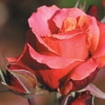 thumbnail image 2 of Heirloom Roses - Honeysweet Hardy Rose Bush - Live Orange Rose Bushes, 2 of 9