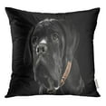 thumbnail image 1 of RYLABLUE Adorable Puppy Black Cane Corso Portrait in Studio Affectionate Throw Pillowcase Cushion Case Cover, 1 of 1