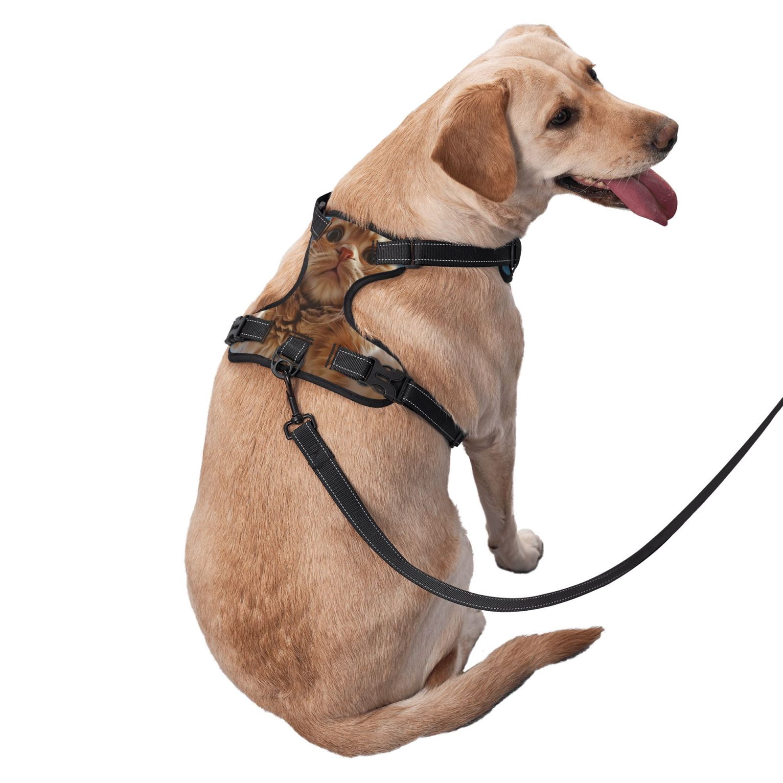 Vsdgher Playful Cat Fisheye View Dog Harness, No-Pull Pet Harness, Dog Vest, Pet Vest for Small to Large Dogs-X-Large