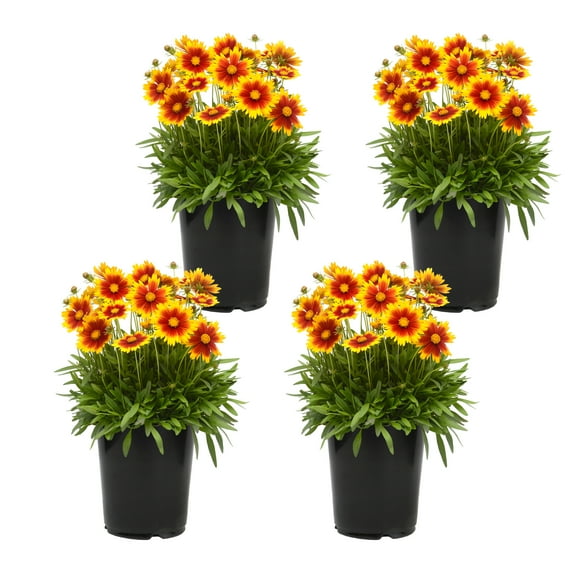 1QT Coreopsis Assorted Colors (4 Pack)| Full Sun| Drought Tolerant